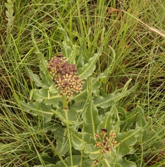 Xysmalobium stockenstromense