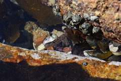 Clinus superciliosus