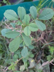 Trigonella glabra