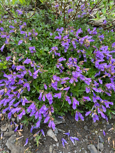 Eggleaf Beardtongue (Penstemon ellipticus)