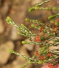 Passerina montana