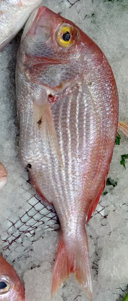 Angola Dentex