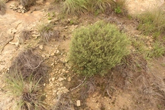 Passerina montana
