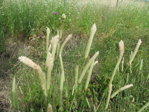 Phalaris paradoxa iNat (3)