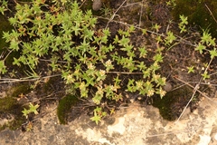 Crassula dependens