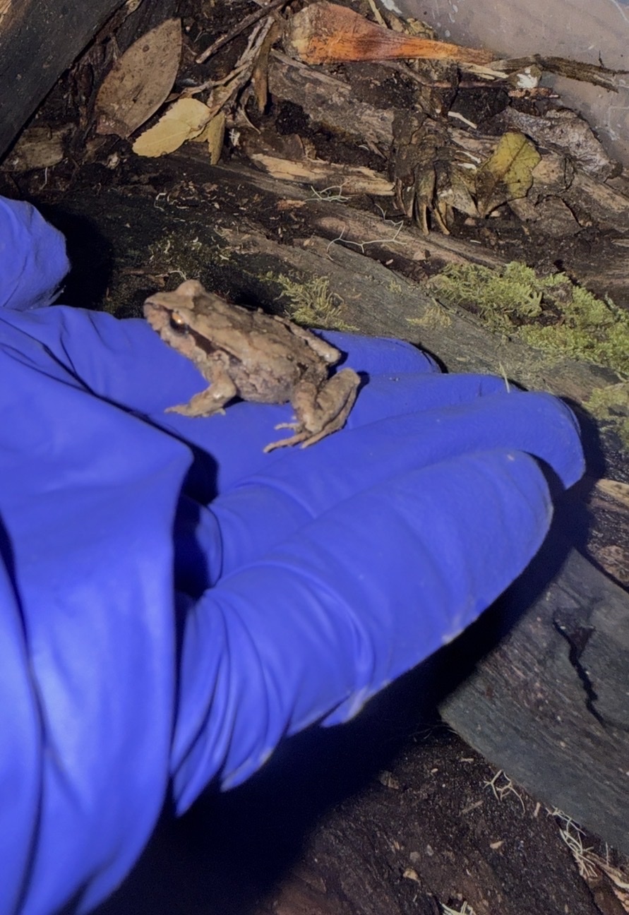 Eupsophus nahuelbutensis Ortiz & Ibarra-Vidal, 1992