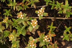 Crassula dependens
