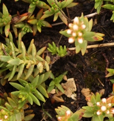Crassula dependens