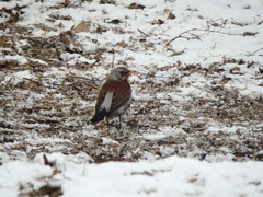 Turdus pilaris