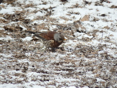 Turdus pilaris