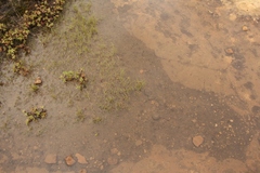 Isoetes transvaalensis