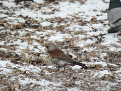 Turdus pilaris