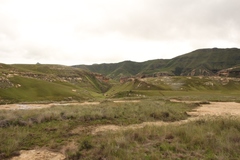 Isoetes transvaalensis