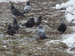 Columba livia domestica