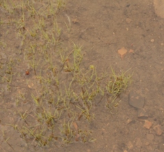 Isoetes transvaalensis