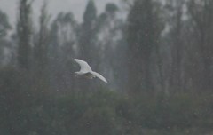 Egretta thula