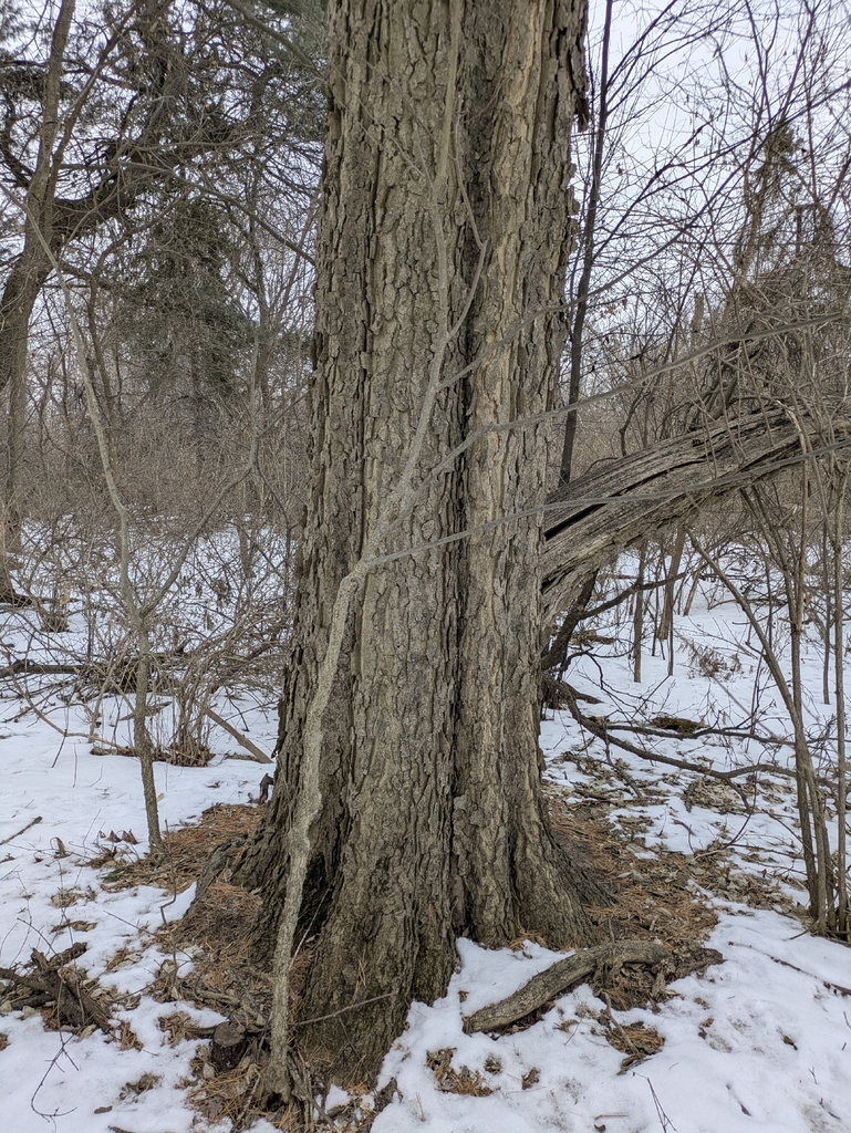Hackberry Wisconsin common hackberry from Madison, WI 53704, USA on February 8, 2026 at 04: ...