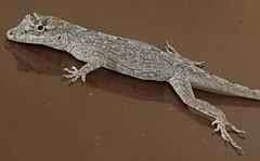 Anolis sulcifrons