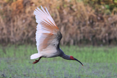Crested Ibis photo 4