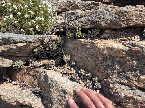 Adromischus montium-klinghardtii