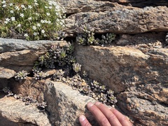 Adromischus montium-klinghardtii