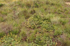 Hermannia transvaalensis