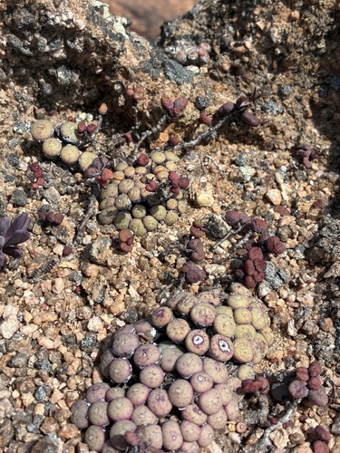 Tylecodon similis