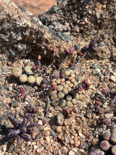 Tylecodon similis