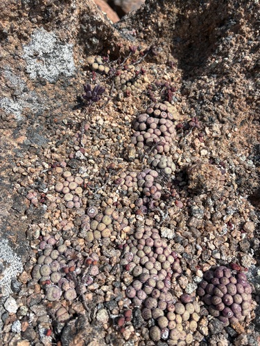 Tylecodon similis