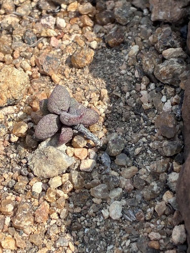Tylecodon similis