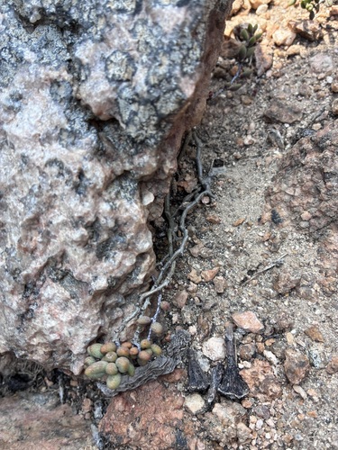 Tylecodon similis