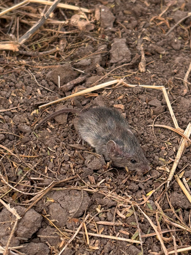Northern Pygmy Mouse