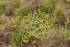 Hermannia transvaalensis