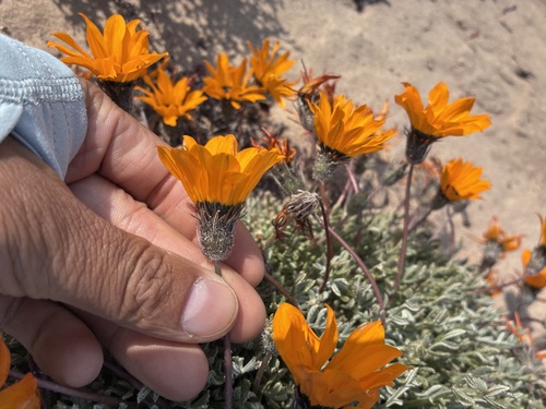 Greyleaf Gazania (Gazania splendidissima)