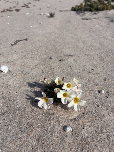 Incised Sorrel (Oxalis annae)