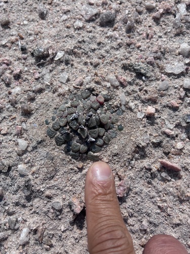 Fenestraria rhopalophylla