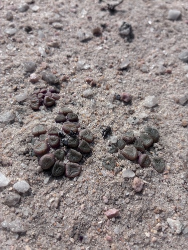 Fenestraria rhopalophylla