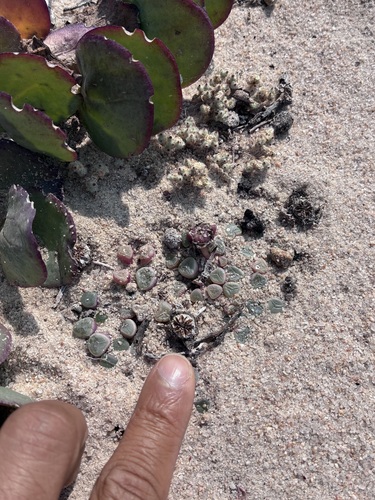 Fenestraria rhopalophylla