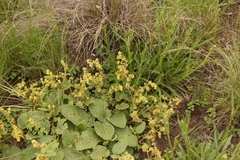 Hermannia transvaalensis