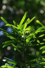 Podocarpus latifolius