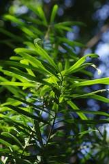 Podocarpus latifolius