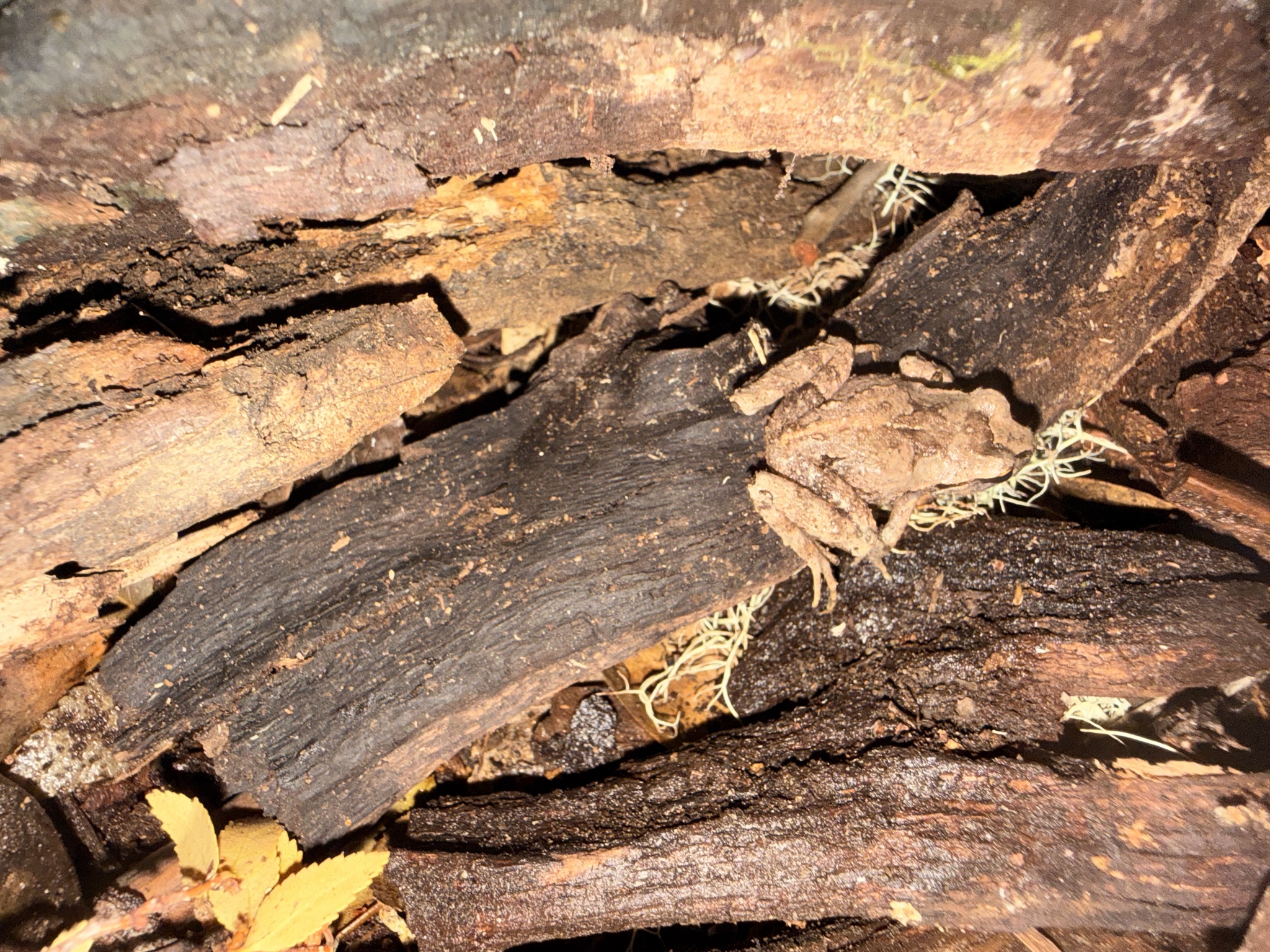 Eupsophus nahuelbutensis Ortiz & Ibarra-Vidal, 1992