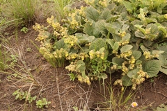 Hermannia transvaalensis