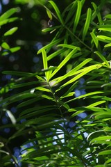 Podocarpus latifolius