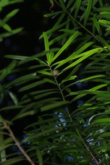 Podocarpus latifolius