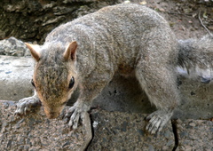 Sciurus carolinensis