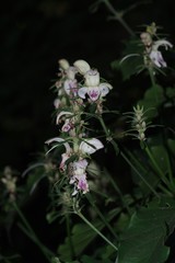 Justicia adhatodoides