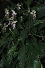 Justicia adhatodoides