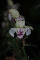 Justicia adhatodoides