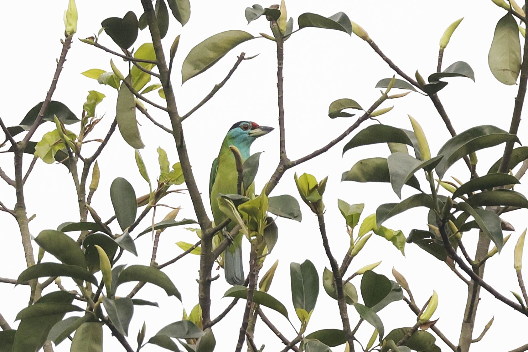 Blue-throated Barbet (Psilopogon asiaticus), photo 5